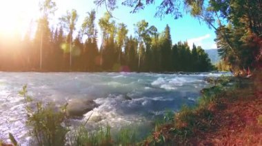 4K UHD dağlık nehir kıyısındaki çayırlarda yeşil çimenler, çam ağaçları ve güneş ışınları. Sonbahar ya da yaz havası. Motorlu kaydırma dolly üzerinde yumuşak hareket.
