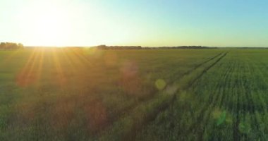 Hava görüntüsü. Yaz mevsiminde, sonsuz sarı manzaralı kırsal arazinin üzerinde alçak irtifa uçuşu. Ufuktaki güneş ışınları. Hızlı yatay hareket. Sonbaharda tarım arazisi.