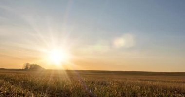 Sonbahar günbatımında 4K düz çayır zamanı. Vahşi doğa ve kırsal çimler. Güneş ışınları ve sarı çimenler. Motorlu doli kaydırma ve panorama hareketi