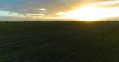 Hava görüntüsü. Güneşli yaz akşamlarında sonsuz sarı tarlaları olan yaz manzarasının üzerinde alçak uçuş. Ufukta yeşil ağaçlar ve güneş ışınları var. Hızlı yatay hareket. Sonbaharda tarım arazisi