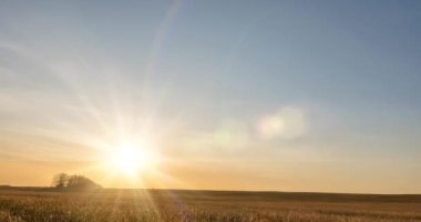 Sonbahar günbatımında 4K düz çayır zamanı. Vahşi doğa ve kırsal çimler. Güneş ışınları ve sarı çimenler. Motorlu doli kaydırma ve panorama hareketi