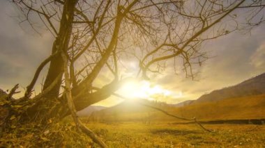 4K UHD ölüm ağacı ve kuraklık felaketi, dağlık arazide bulutlu ve güneş ışınlı kuru sarı çimenler ve toprak. İklim değişikliği, küresel ısınma ve ekoloji problemi kavramı. Yatay