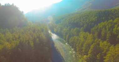 4K hava bakış açısı. Güneşli yaz sabahında, taze, hızlı dağ nehri üzerinde kayalıklarla alçak irtifa uçuşu. Yeşil çam ağaçları ve güneş ışınları. Saf soğuk su akıntısı.