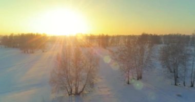 Arktik çayırlı soğuk kış manzarası, karla kaplı ağaçlar ve ufukta sabah güneşleri. Aşırı hava.