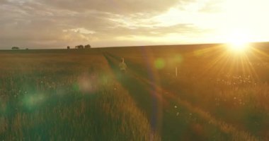 Sportif bir çocuğun havadan çekimi yaz yağmurunda bir buğday tarlasından geçer. Kırsal çayırlarda akşam sporu alıştırmaları. Mutlu bir çocukluk sağlıklı bir yaşam biçimidir. Açık havada koşma transferi. Radikal