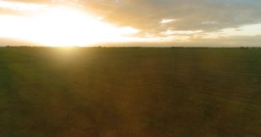 Hava görüntüsü. Güneşli yaz akşamlarında sonsuz sarı tarlaları olan yaz manzarasının üzerinde alçak uçuş. Ufukta yeşil ağaçlar ve güneş ışınları var. Hızlı yatay hareket. Sonbaharda tarım arazisi