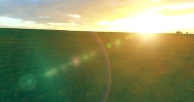 Hava görüntüsü. Güneşli yaz akşamlarında sonsuz sarı tarlaları olan yaz manzarasının üzerinde alçak uçuş. Ufukta yeşil ağaçlar ve güneş ışınları var. Hızlı yatay hareket. Sonbaharda tarım arazisi