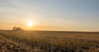 Sonbahar günbatımında 4K düz çayır zamanı. Vahşi doğa ve kırsal çimler. Güneş ışınları ve sarı çimenler. Motorlu doli kaydırma ve panorama hareketi