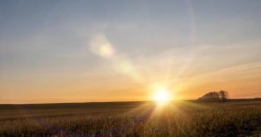 Sonbahar günbatımında 4K düz çayır zamanı. Vahşi doğa ve kırsal çimler. Güneş ışınları ve sarı çimenler. Motorlu doli kaydırma ve panorama hareketi