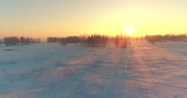 Arktik çayırlı soğuk kış manzarası, karla kaplı ağaçlar ve ufukta sabah güneşleri. Aşırı hava.