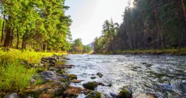4K dağ nehri zaman dilimi yaz ya da sonbahar zamanı. Vahşi doğa, berrak su ve her zaman yeşil olan kırsal vadi. Güneş ışınları, küçük dere ve sarı otlar. Motorlu doli kaydırma hareketi