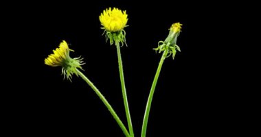 Karahindibanın zaman aşımına uğraması yakın görüş sağlıyor. Çiçek grubunun çiçek açtığı makro çekim. Doğanın bahar sahnesi. Yavaş çekim dönüşü. Siyah üzerine izole krom anahtar.