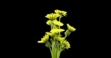 Karahindibanın zaman aşımına uğraması yakın görüş sağlıyor. Çiçek grubunun çiçek açtığı makro çekim. Doğanın bahar sahnesi. Yavaş çekim dönüşü. Siyah üzerine izole krom anahtar.