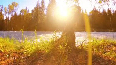 4K UHD dağlık nehir kıyısındaki çayırlarda yeşil çimenler, çam ağaçları ve güneş ışınları. Sonbahar ya da yaz havası. Motorlu kaydırma dolly üzerinde yumuşak hareket.