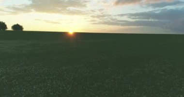 4K UHD hava görüntüsü. Güneşli yaz akşamlarında sonsuz yeşil tarlaları olan kırsal arazinin üzerinde alçak uçuş. Ufuktaki güneş ışınları. Hızlı yatay hareket. Sonbaharda tarım arazisi.