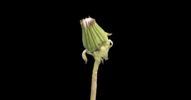 Karahindibanın zaman aşımına uğraması yakın görüş sağlıyor. Çiçek grubunun çiçek açtığı makro çekim. Doğanın bahar sahnesi. Yavaş çekim dönüşü. Siyah üzerine izole krom anahtar.