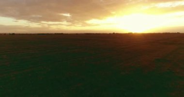 Hava görüntüsü. Güneşli yaz akşamlarında sonsuz sarı tarlaları olan yaz manzarasının üzerinde alçak uçuş. Ufukta yeşil ağaçlar ve güneş ışınları var. Hızlı yatay hareket. Sonbaharda tarım arazisi