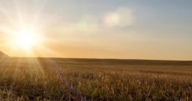Sonbahar günbatımında 4K düz çayır zamanı. Vahşi doğa ve kırsal çimler. Güneş ışınları ve sarı çimenler. Motorlu doli kaydırma ve panorama hareketi