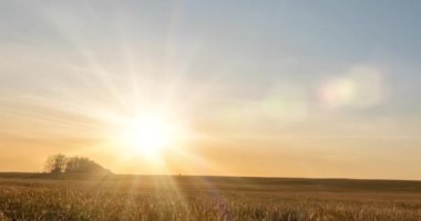 Sonbahar günbatımında 4K düz çayır zamanı. Vahşi doğa ve kırsal çimler. Güneş ışınları ve sarı çimenler. Motorlu doli kaydırma ve panorama hareketi