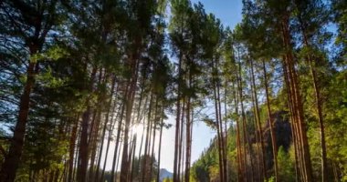Dağ Yeşili Çam Ağacı Ormanı yaz ve sonbaharda zaman aşımına uğrar. Vahşi doğa, berrak su ve kırsal vadi. Güneş ışınları, küçük dere ve sarı otlar. Motorlu doli kaydırma hareketi