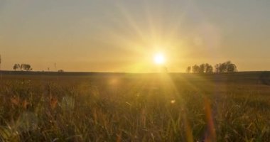 4K UHD düz tepe çayır zamanı yaz veya sonbahar günbatımında. Vahşi doğa ve kırsal çimler. Güneş ışınları ve yeşil ağaçlar. Motorlu doli kaydırıcı