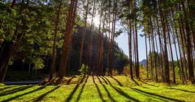 Dağ Yeşili Çam Ağacı Ormanı yaz ve sonbaharda zaman aşımına uğrar. Vahşi doğa, berrak su ve kırsal vadi. Güneş ışınları, küçük dere ve sarı otlar. Motorlu doli kaydırma hareketi