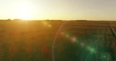Hava görüntüsü. Yaz mevsiminde, sonsuz sarı manzaralı kırsal arazinin üzerinde alçak irtifa uçuşu. Ufuktaki güneş ışınları. Hızlı yatay hareket. Sonbaharda tarım arazisi.
