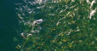 4K hava bakış açısı. Güneşli yaz sabahında, taze, hızlı dağ nehri üzerinde kayalıklarla alçak irtifa uçuşu. Yeşil çam ağaçları ve güneş ışınları. Saf soğuk su akıntısı.