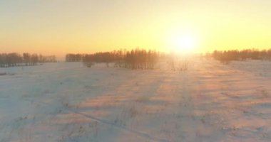 Arktik çayırlı soğuk kış manzarası, karla kaplı ağaçlar ve ufukta sabah güneşleri. Aşırı hava.