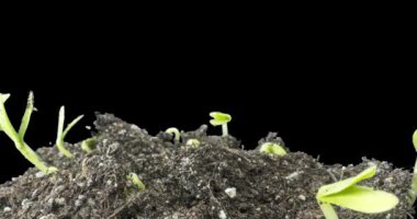Taze salatalık büyüyen makro zaman atlaması. Tomurcuklanma ve küçük yaprakların büyümesi. Sağlıklı vejetaryen gıda konsepti. Motorize panoramik hareket. Siyah ekranda. Alfa maskesi hazır..
