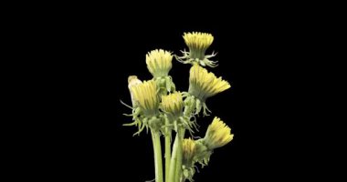 Karahindibanın zaman aşımına uğraması yakın görüş sağlıyor. Çiçek grubunun çiçek açtığı makro çekim. Doğanın bahar sahnesi. Yavaş çekim dönüşü. Siyah üzerine izole krom anahtar.