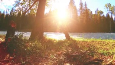 4K UHD dağlık nehir kıyısındaki çayırlarda yeşil çimenler, çam ağaçları ve güneş ışınları. Sonbahar ya da yaz havası. Motorlu kaydırma dolly üzerinde yumuşak hareket.