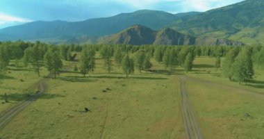 4K hava görüntüsü. Güneşli bir yaz akşamında sonsuz dağ ormanları olan sonsuz yeşil çam ağacı manzarasının üzerinde alçak uçuş. Ufuktaki güneş ışınları. Hızlı yatay hareket. Vahşi doğa.
