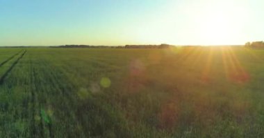 Hava görüntüsü. Yaz mevsiminde, sonsuz sarı manzaralı kırsal arazinin üzerinde alçak irtifa uçuşu. Ufuktaki güneş ışınları. Hızlı yatay hareket. Sonbaharda tarım arazisi.
