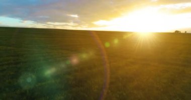 Hava görüntüsü. Güneşli yaz akşamlarında sonsuz sarı tarlaları olan yaz manzarasının üzerinde alçak uçuş. Ufukta yeşil ağaçlar ve güneş ışınları var. Hızlı yatay hareket. Sonbaharda tarım arazisi