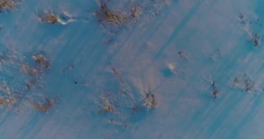 Arktik çayırlı soğuk kış manzarası, karla kaplı ağaçlar ve ufukta sabah güneşleri. Aşırı hava.