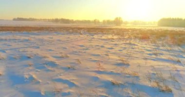 Arktik çayırlı soğuk kış manzarası, karla kaplı ağaçlar ve ufukta sabah güneşleri. Aşırı hava.