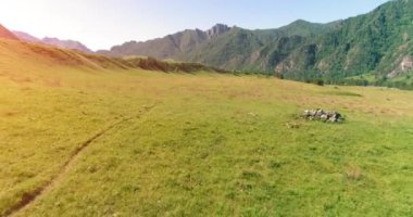 Uçan UHD 4K. Uçuşun ortasında çayırdaki vahşi at sürüsü. Bahar dağlarının üzerinden uç vahşi doğa. Yazın kırsal yeşil çimen çiftliğinde güzel hayvanlar. Özgürlük ekolojisi kavramı.