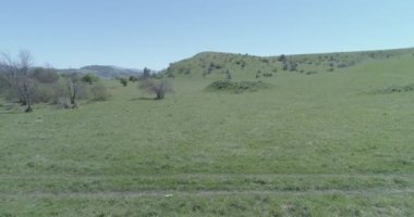 Uçan UHD 4K vahşi at sürüsü üzerinde uçuyor. Vahşi yaz dağlarının üzerinde uçmak doğa. Güneşli kırsal yeşil çimen çiftliğinde güzel hayvanlar. Düz ham renk, düzeltme yok.