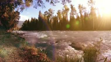 4K UHD dağlık nehir kıyısındaki çayırlarda yeşil çimenler, çam ağaçları ve güneş ışınları. Sonbahar ya da yaz havası. Motorlu kaydırma dolly üzerinde yumuşak hareket.
