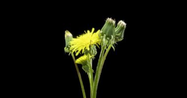 Karahindibanın zaman aşımına uğraması yakın görüş sağlıyor. Çiçek grubunun çiçek açtığı makro çekim. Doğanın bahar sahnesi. Yavaş çekim dönüşü. Siyah üzerine izole krom anahtar.