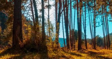 4k dağı, çam ağacı ormanı yaz ya da sonbahar zamanında zaman kavramına dönüşür. Vahşi doğa, berrak su ve kırsal vadi. Güneş ışınları, küçük dere, nehir ve sarı otlar. Motorlu doli kaydırma hareketi