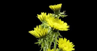 Karahindibanın zaman aşımına uğraması yakın görüş sağlıyor. Çiçek grubunun çiçek açtığı makro çekim. Doğanın bahar sahnesi. Yavaş çekim dönüşü. Siyah üzerine izole krom anahtar.