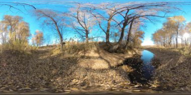 Genç huş ağaçları ve yerdeki yapraklarla dolu düz bir arazide 360 VR Sarı Orman. Hafif bir esinti ve düşen yapraklar mavi gökyüzüne ve parlak güneşe karşı.