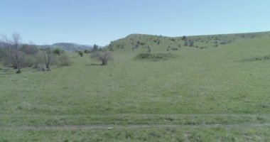 Uçan UHD 4K vahşi at sürüsü üzerinde uçuyor. Vahşi yaz dağlarının üzerinde uçmak doğa. Güneşli kırsal yeşil çimen çiftliğinde güzel hayvanlar. Düz ham renk, düzeltme yok.