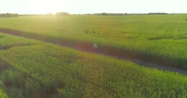 Kırsal yoldaki bir çim tarlasında bisiklet süren genç bir çocuğun hava manzarası. Sıcak güneş ışığı ve ışınlar ile yaz zamanı çayırı. Sağlıklı çocukluk kavramı.