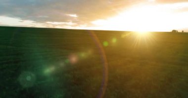 Hava görüntüsü. Güneşli yaz akşamlarında sonsuz sarı tarlaları olan yaz manzarasının üzerinde alçak uçuş. Ufukta yeşil ağaçlar ve güneş ışınları var. Hızlı yatay hareket. Sonbaharda tarım arazisi