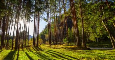 Dağ Yeşili Çam Ağacı Ormanı yaz ve sonbaharda zaman aşımına uğrar. Vahşi doğa, berrak su ve kırsal vadi. Güneş ışınları, küçük dere ve sarı otlar. Motorlu doli kaydırma hareketi