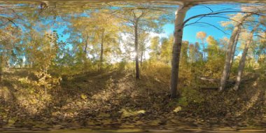 360 VR genç huş ağaçlarıyla dolu düz alanda yeşil ve sarı orman. Canlı otlarla dolu alan küçük çalılara yakındır. Yazın ya da sonbaharda güneşli bir günde çayırda. Kırsal yol.