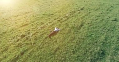 Havadan bakış açısı. Sarı kırsal alanda yeşil çimlerin üzerinde dizüstü bilgisayarı olan bir adam etrafında alçak yörüngeden uçuyordu. Sıradan giyinmiş. Güneş ışınları. Radikal hareket.